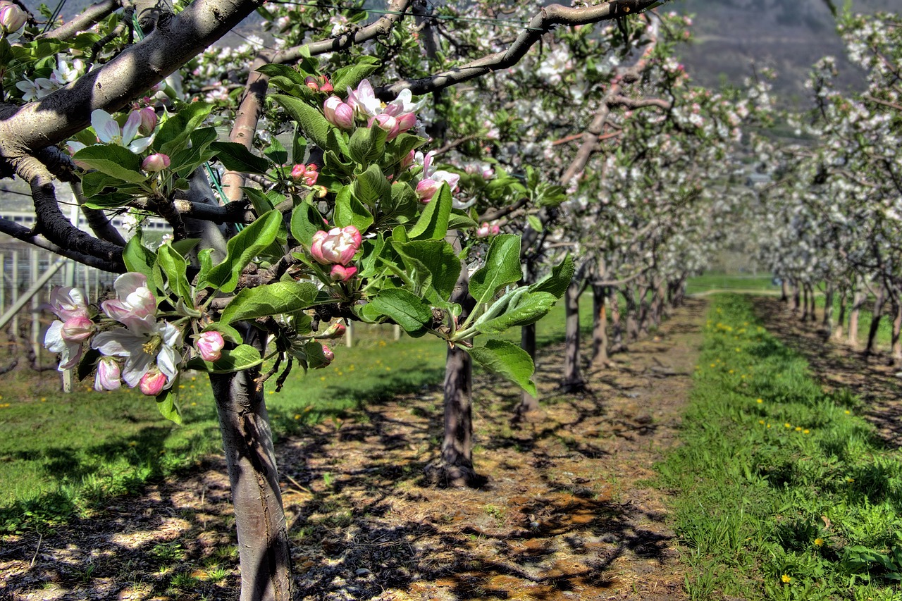 orchard, nature, fruit trees-8026685.jpg